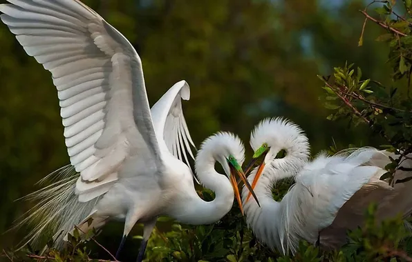 Птицы, природа, две, крылья, белые