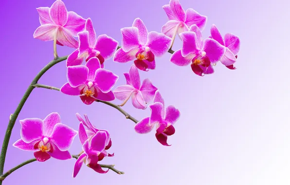 Картинка макро, ветка, лепестки, орхидея