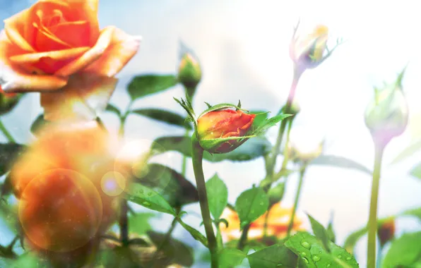 Картинка лето, розы, ярко, оранжевые
