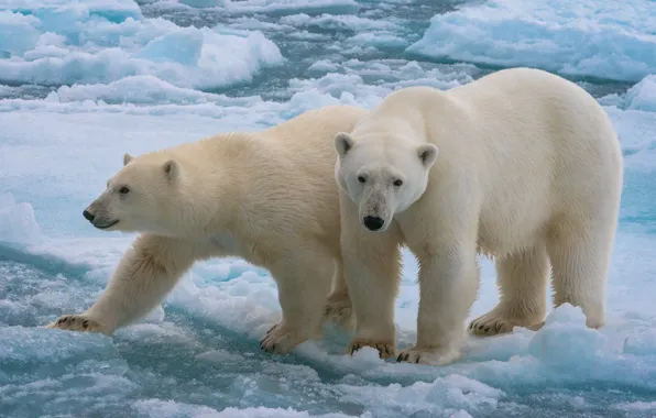 Лёд, парочка, белые медведи, два медведя, поляргые медведи