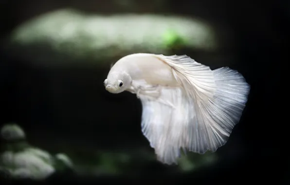 Fish, betta, fishtank, acuarium, fighter fish, beta fish