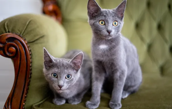 Кошка, взгляд, кошки, поза, котенок, вместе, кресло, котята