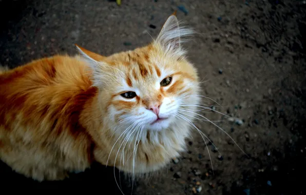 Картинка кот, темный, рыжая