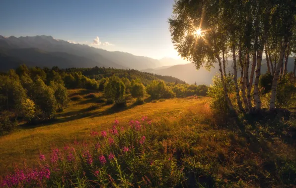 Картинка лето, солнце, цветы, берёзы