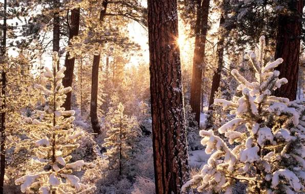 Картинка зима, иней, лес, солнце, лучи, снег, деревья, ели