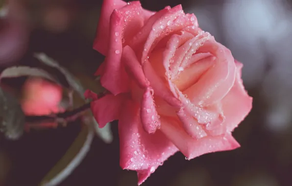 Картинка цветок, капли, макро, розовая, роза, лепестки