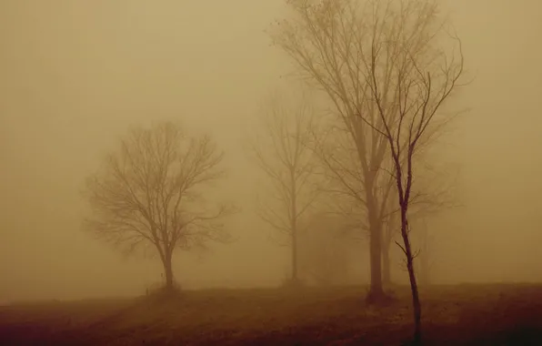 Деревья, ночь, туман
