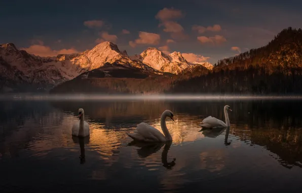 Картинка закат, горы, озеро, лебеди, Friedrich Beren