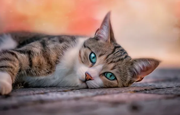 Картинка кошка, глаза, кот, фон, обработка, размытие, лежит, коврик