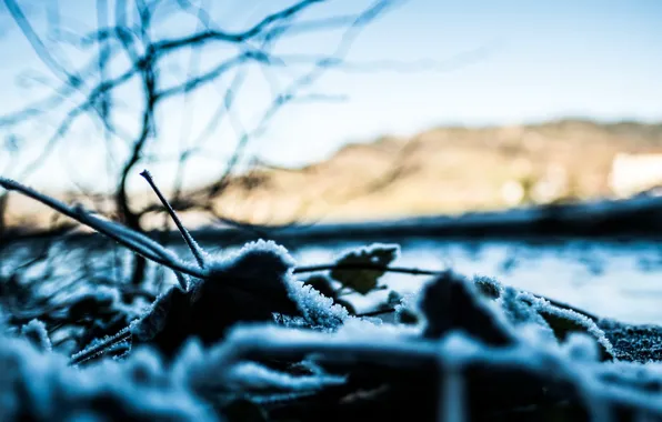 Листья, макро, природа