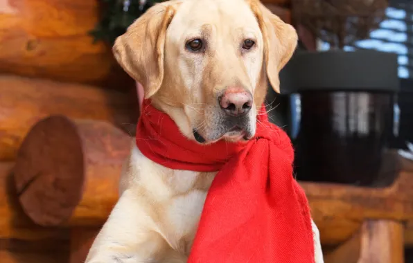 Шарф, ретривер, dogs, Retriever