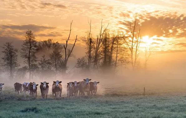 Поле, туман, утро, коровы
