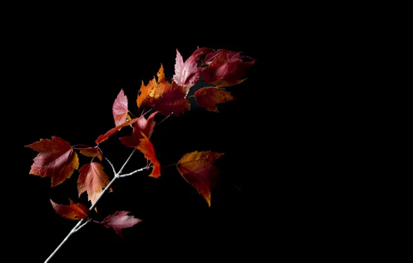 Картинка осень, листья, фон, ветка