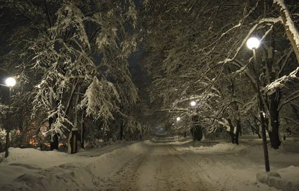 Зима, Ночь, Деревья, Снег, Фонари, Мороз, Winter, Night