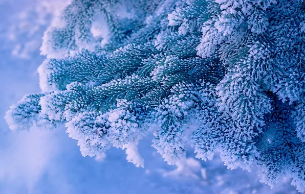 Снег, ветки, ель, мороз