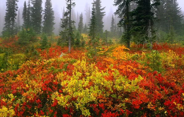 Forest, trees, fog, bushes, color, spruce