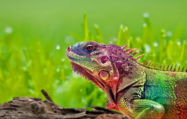 Картинка ящерица, Rainbow, игуана