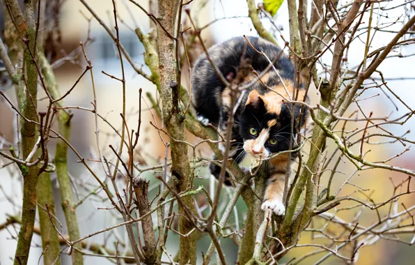 Кошка, взгляд, морда, деревья, ветки, природа, поза, боке