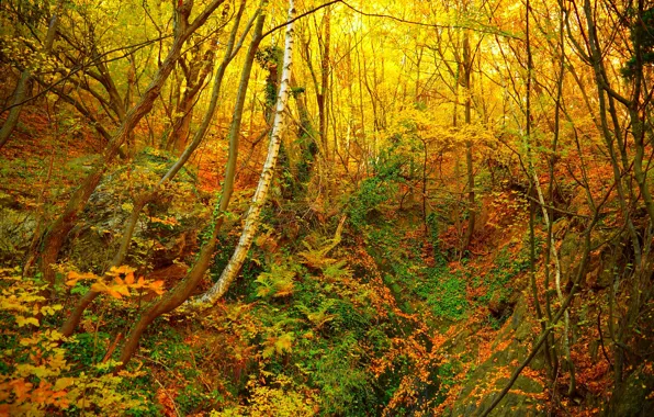 Картинка Осень, Лес, Fall, Листва, Autumn, Colors, Forest, Leaves