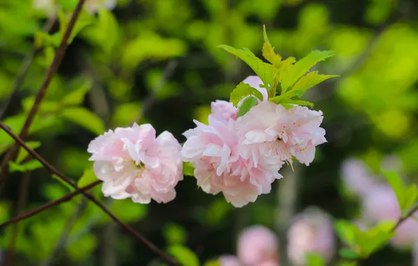 Pink, spring, blooming