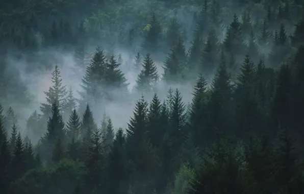 Картинка лес, деревья, природа, туман, ели