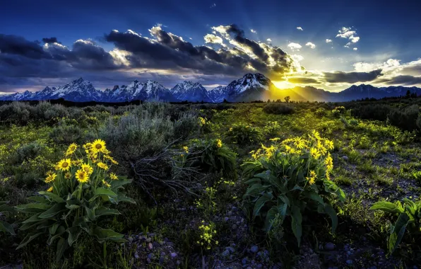 Цветы, восход, рассвет, луг, Вайоминг, Wyoming, Гранд-Титон, Grand Teton National Park