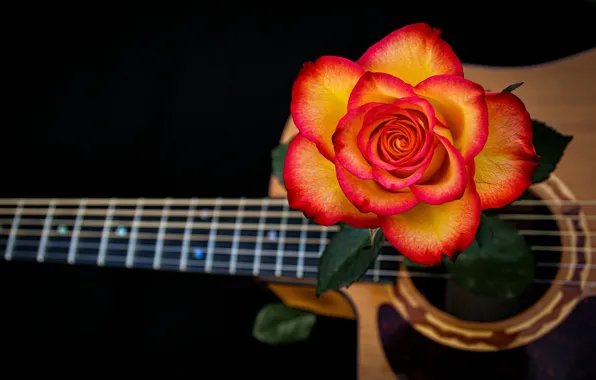 Роза, гитара, струны