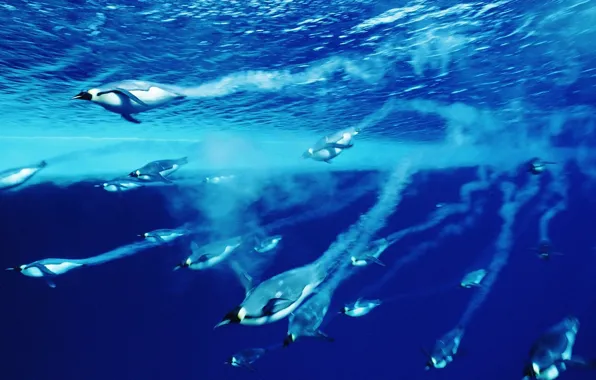 Картинка вода, Синий, пингвины