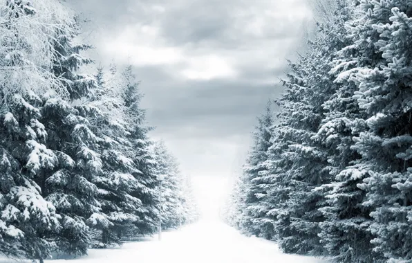 Картинка зима, дорога, снег, деревья, фонари, Winter way
