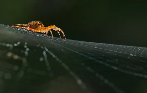 Картинка макро, природа, паутина, паук, spider, nature, macro, arthropoda