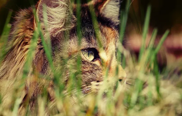 Картинка кошка, трава, охота, травинки, трехцветная, пятнистая