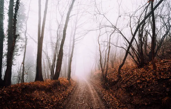 Дорога, лес, туман