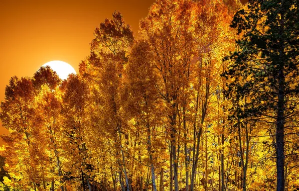 Осень, Fall in California, Hope Valley