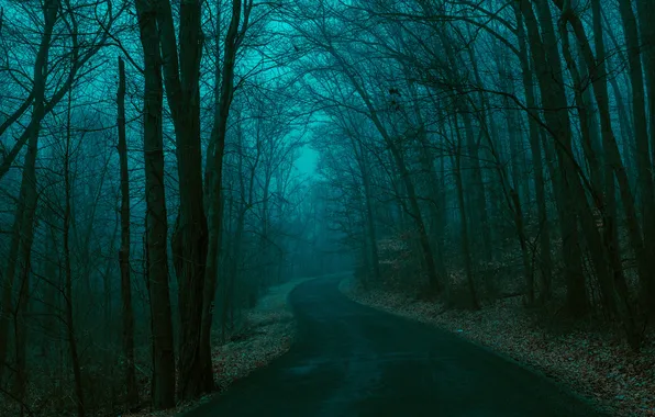 Forest, road, sunset, darkness