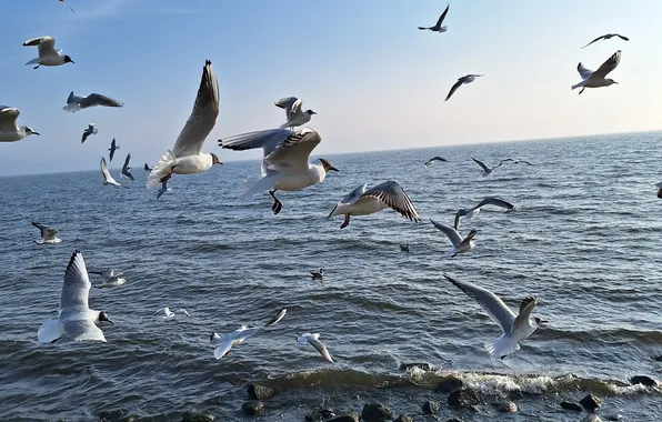 Morze, Bałtyk, mewy, w locie