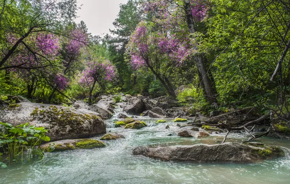 Зелень, лето, небо, вода, деревья, горы, река, камни