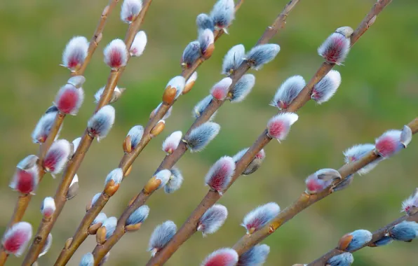 Spring, willow, twig