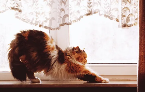 Картинка animals, cats, Pets