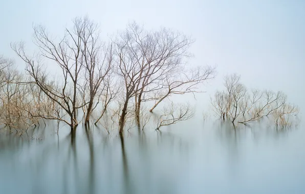 Вода, деревья, туман, водоем