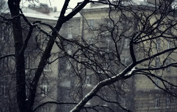 Снег, ветки, серость, дома, Дерево
