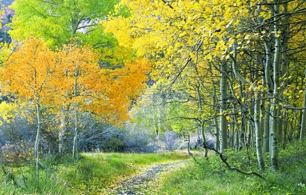 Картинка дорога, осень, лес, листья, деревья