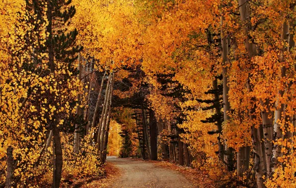 Картинка дорога, осень, лес, листья