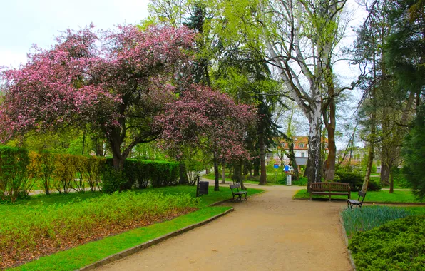 Park, tree, spring, alley, place