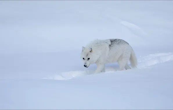 Winter, snow, wolf, step