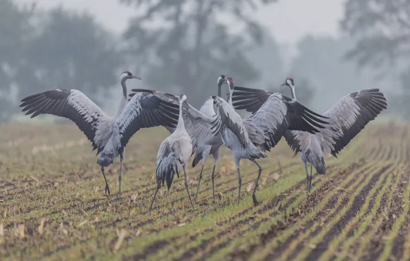 Field, birds, fog, countryside, wildlife, mist, winds, farmland