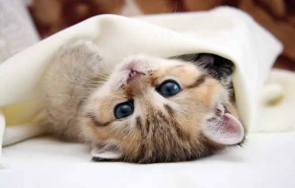 Кошка, глаза, кот, котенок, лежит, голубые глаза, киса, лапочка