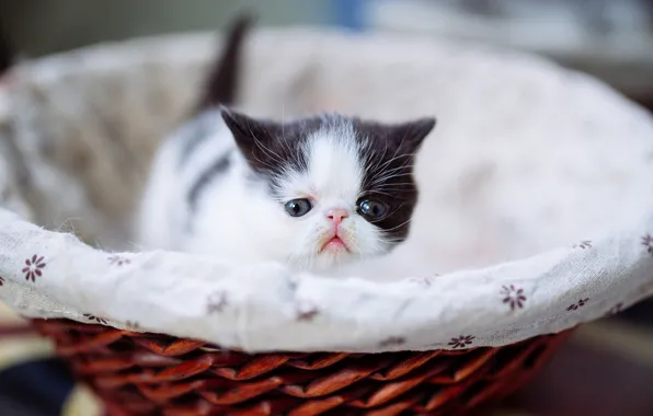 Кошка, котенок, маленький, перс, мордочка, корзинка, экстремал
