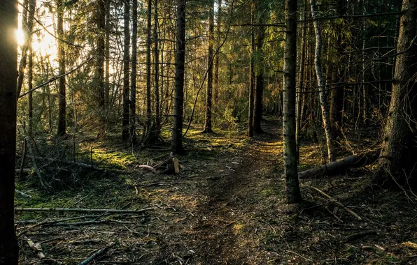 Картинка деревья, ветки, рассвет, утро, Лес