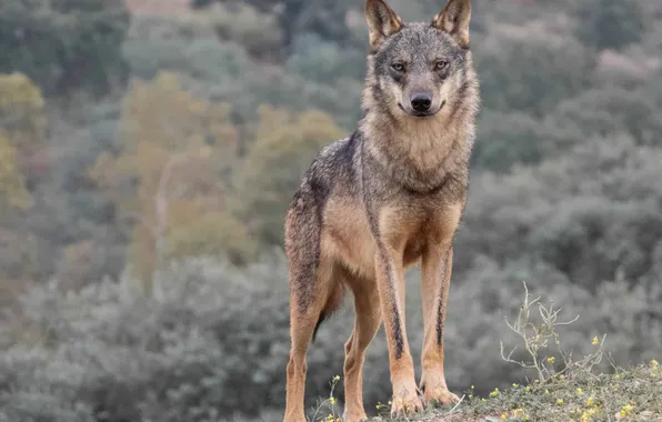 Картинка nature, face, animal, wolf, wildlife, head, fur, mammal