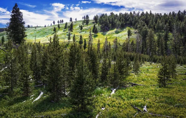 Картинка лес, лето, природа